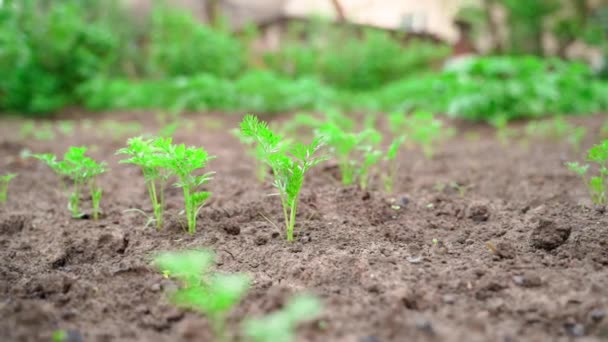 Young Juicy Green Leaves Growing Carrot Soil Close Blurred Background — Stock video