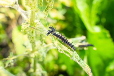 Nettle leaves close-up being eaten by black caterpillars with thorns and white dots. Stage of the caterpillar at the peacock butterfly