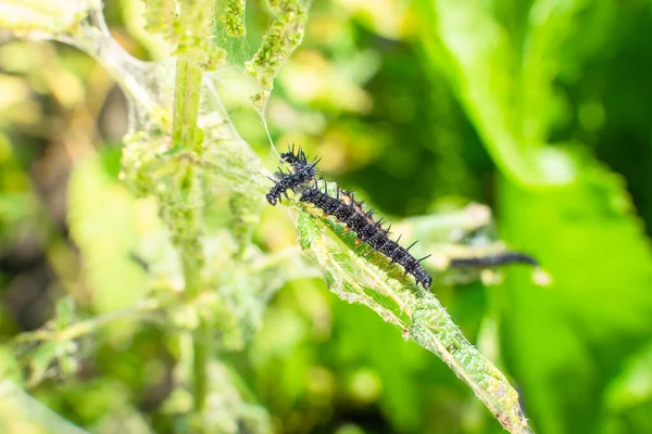 Nettle leaves close-up being eaten by black caterpillars with thorns and white dots. Stage of the caterpillar at the peacock butterfly