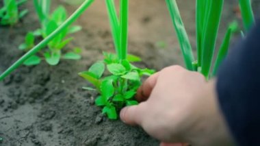 A mans hand plucks weeds in a garden bed with growing green onions. Caring for the home garden by hand. Close-up farming. High quality FullHD footage