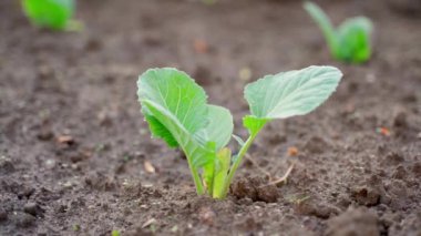 A young seedling of white cabbage grows in the soil in a garden bed close-up on a blurred background. Soft morning dawn lighting. Smooth camera movement, parallax. High quality FullHD footage