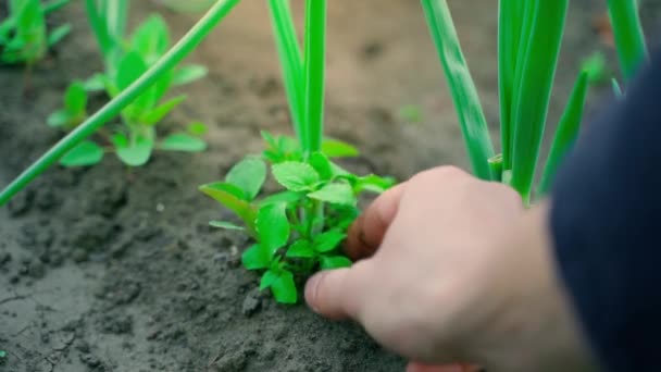 Mans Hand Plucks Weeds Garden Bed Growing Green Onions Caring — Stock video