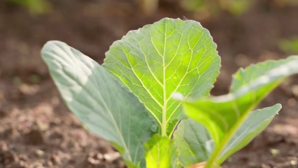 Young Seedling White Cabbage Grows Soil Garden Bed Close Blurred — Stockvideo