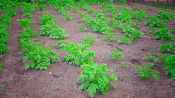 Green Bush Growing Potato Garden Bed Grows Soil Close Smooth — Vídeos de Stock