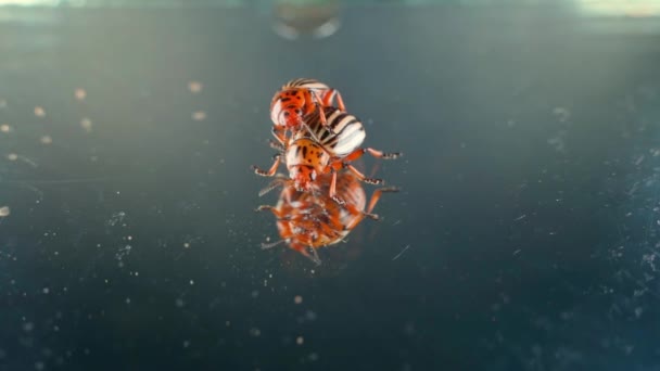 Examining Mating Colorado Potato Beetles Close Mirror Surface High Quality — Stock videók