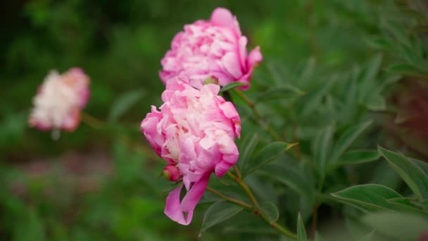 Розовые Пионы Расцветают Крупным Планом Размытом Фоне Гладкое Движение Камеры — стоковое видео