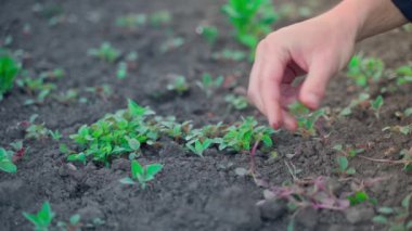 Hand tearing small weeds in the garden bed close-up, slow motion. High quality FullHD footage