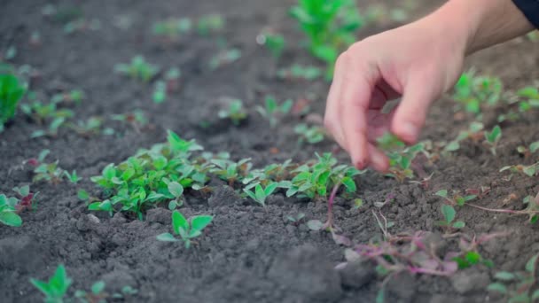 Hand Tearing Small Weeds Garden Bed Close Slow Motion High — Stockvideo