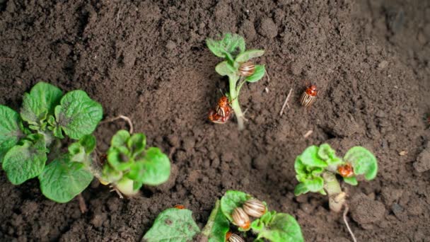 Lot Colorado Potato Beetles Young Potato Plants Close Invasion Crop — Stockvideo