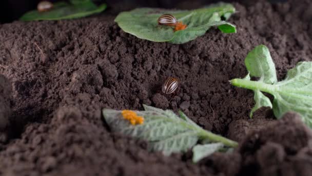 Process Oviposition Colorado Potato Beetles Infection Potato Leaves Yellow Eggs — Vídeos de Stock