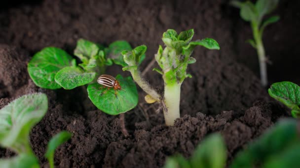 Багато Жуків Колорадо Молодих Картопляних Рослинах Крупним Планом Вторгнення Шкідників — стокове відео
