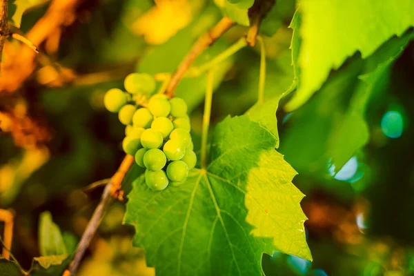 Bunch Unripe Green Grapes Early Morning Sunrise Vineyard Soft Sunlight — Stock Photo, Image