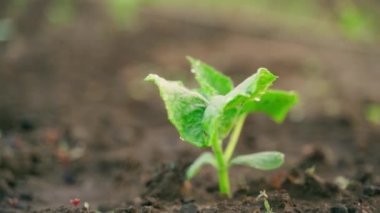 The first young cucumber sprout from the soil. Cucumber leaves in the morning sun. Smooth camera movement. High quality FullHD footage
