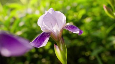 Very beautiful delicate iris flower of soft purple color close-up, blurred background. Smooth camera movement. High quality FullHD footage