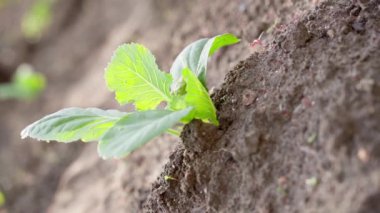 A young beautiful seedling of white cabbage in the sun grows in the soil in the garden bed close-up. Central composition, smooth camera rotation. High quality FullHD footage
