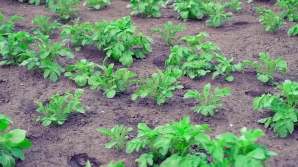 Green Bush Growing Potato Garden Bed Grows Soil Close Smooth — ストック動画