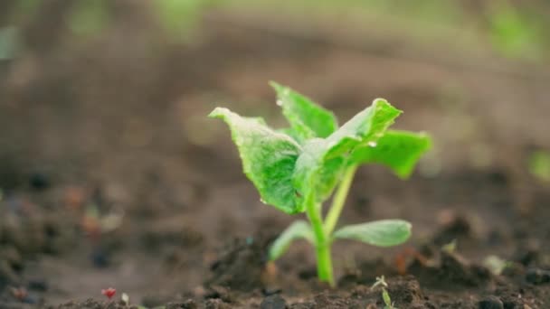 First Young Cucumber Sprout Soil Cucumber Leaves Morning Sun Smooth — Stok video