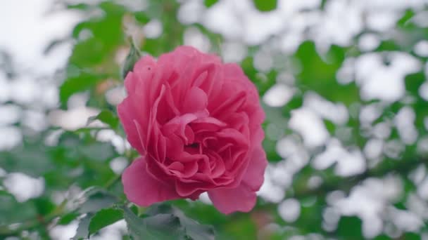 Красива Пишна Троянда Насиченим Рожевим Крупним Планом Розмитому Тлі Плавний — стокове відео