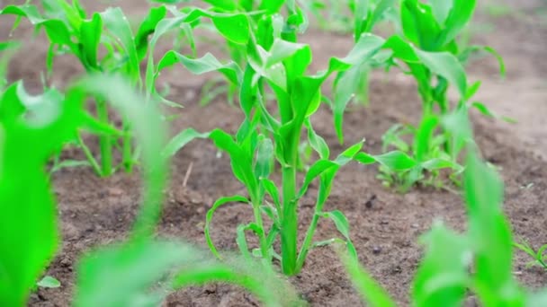 Close Young Green Corn Plants Water Drops Close Blurred Background — Stockvideo