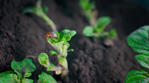 Close Adult Colorado Potato Beetle Young Potato Plants Close Cavity — Vídeo de Stock