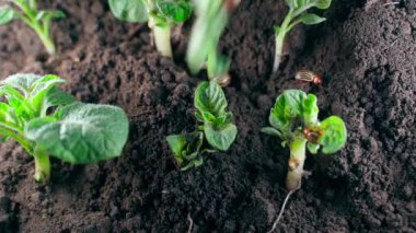 Close-up of an adult Colorado potato beetle on young potato plants close-up. Cavity insect pests of agricultural crops. High quality FullHD footage
