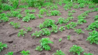 A green bush of a growing potato in a garden bed grows in the soil close-up. Smooth camera movement. High quality FullHD footage