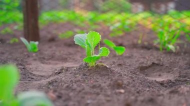 Smooth enlargement into a young green saturated seedling of white cabbage. Close-up with a blurred background. Smooth camera movement along the garden bed with vegetables. High quality FullHD footage