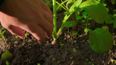Harvesting red radishes in the sun close-up. A hand pulls a rich red root crop from the soil of the bed. High quality FullHD footage