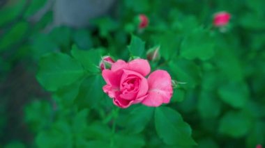 Beautiful lush rose of rich pink close-up on a blurred background. Smooth camera movement. High quality FullHD footage