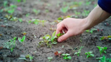 A hand is tearing up weeds in a garden bed. Caring for a bed with growing young carrots. Killing weeds young. High quality FullHD footage