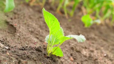 A young beautiful seedling of white cabbage in the sun grows in the soil in the garden bed close-up. Central composition, smooth camera rotation. High quality FullHD footage
