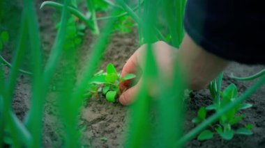 A mans hand plucks weeds in a garden bed with growing green onions. Caring for the home garden by hand. Close-up farming. High quality FullHD footage