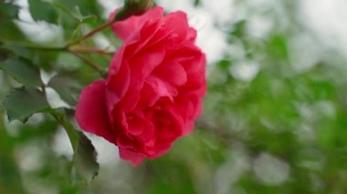 Beautiful lush rose of rich pink close-up on a blurred background. Smooth camera movement. High quality FullHD footage