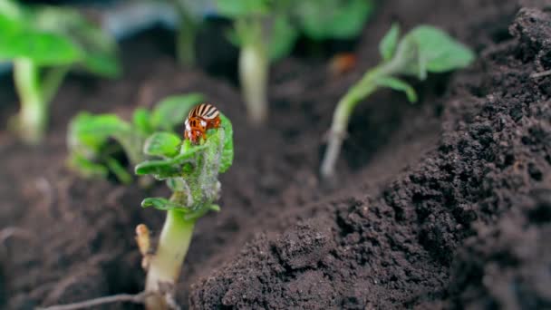 Збільшення Розміру Дорослого Жука Колорадо Молодих Картопляних Рослинах Зблизька Комахи — стокове відео