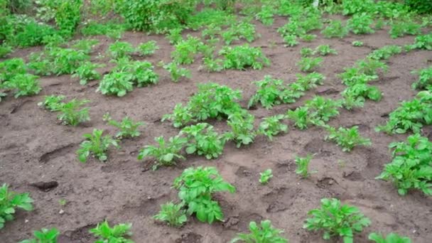 Green Bush Growing Potato Garden Bed Grows Soil Close Smooth — ストック動画