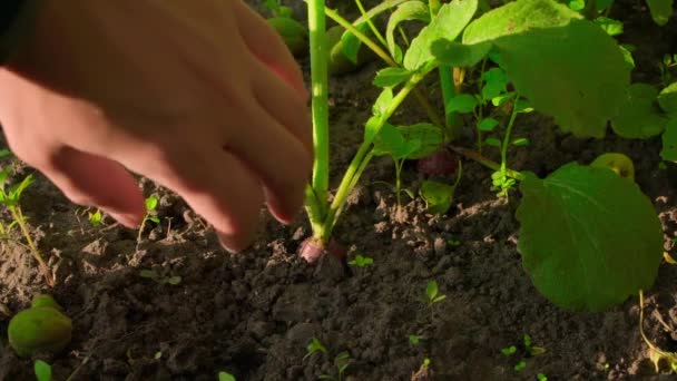 Harvesting Red Radishes Sun Close Hand Pulls Rich Red Root — Stockvideo