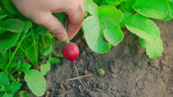 Harvesting Red Radishes Sun Close Hand Shows Close Deep Red — Wideo stockowe