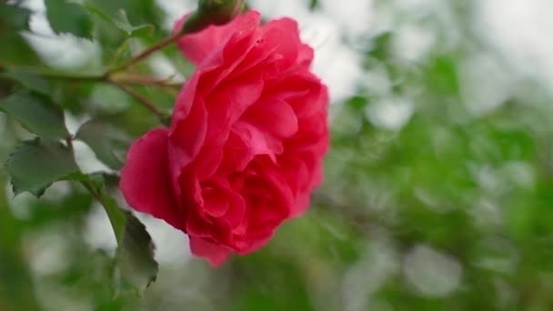 Beautiful Lush Rose Rich Pink Close Blurred Background Smooth Camera — Stock video