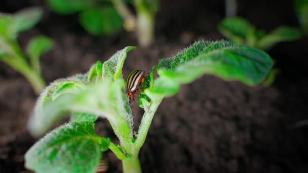 Close Adult Colorado Potato Beetle Young Potato Plants Close Cavity — Stockvideo