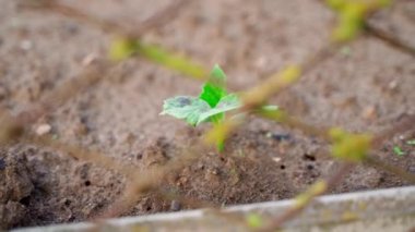 The first young cucumber sprout from the soil. Cucumber leaves in the morning sun. Smooth camera movement. High quality FullHD footage
