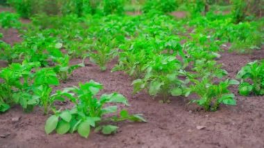 A green bush of a growing potato in a garden bed grows in the soil close-up. Smooth camera movement. High quality FullHD footage
