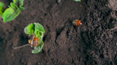A lot of Colorado potato beetles on young potato plants close-up. Invasion of crop pests. High quality FullHD footage