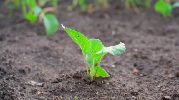 Young Seedling White Cabbage Grows Soil Garden Bed Close Blurred — Stockvideo