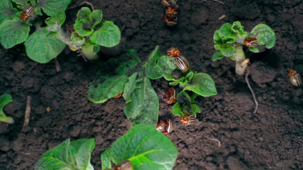 Lot Colorado Potato Beetles Young Potato Plants Close Invasion Crop — Vídeos de Stock