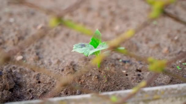 First Young Cucumber Sprout Soil Cucumber Leaves Morning Sun Smooth — Stockvideo