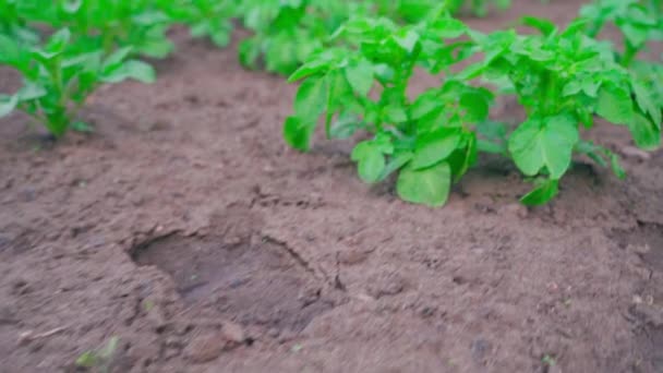 Green Bush Growing Potato Garden Bed Grows Soil Close Smooth — Stock Video