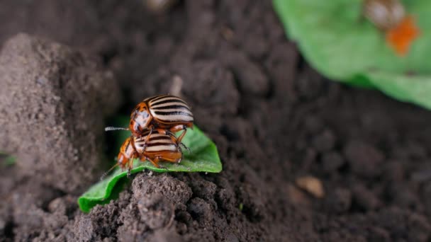 Mating Colorado Potato Beetles Close Background Oviposition High Quality Footage — Vídeo de Stock