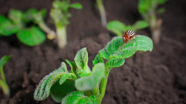 Close Adult Colorado Potato Beetle Young Potato Plants Close Cavity — Vídeos de Stock