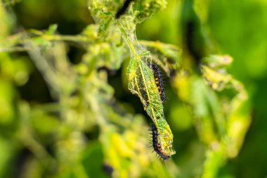 Nettle leaves close-up being eaten by black caterpillars with thorns and white dots. Stage of the caterpillar at the peacock butterfly