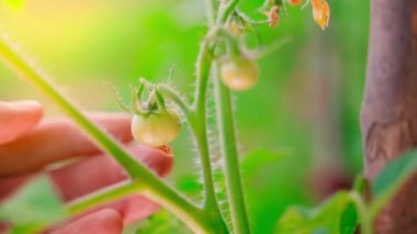 A hand gently touches a young growing green tomato close-up on a blurred background. Checking a plantation with growing tomatoes in the early morning at sunrise. High quality FullHD footage